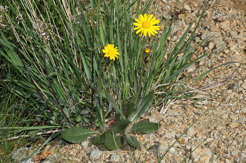 Senecio provincialis / Senecione provenzale